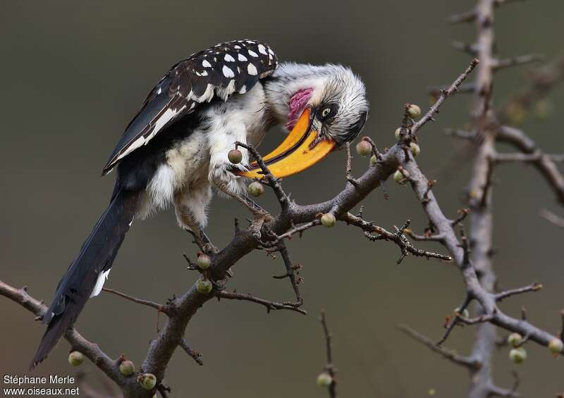 Eastern Yellow-billed Hornbill male adult, care, pigmentation