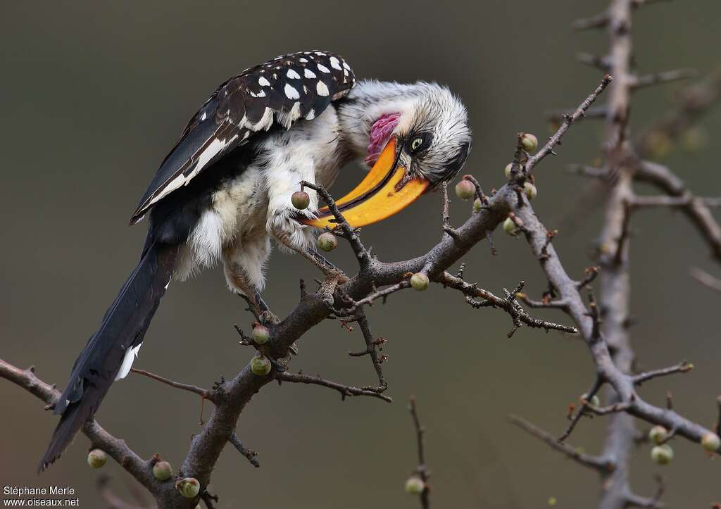 Eastern Yellow-billed Hornbill male adult, care, pigmentation