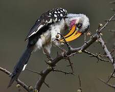 Eastern Yellow-billed Hornbill