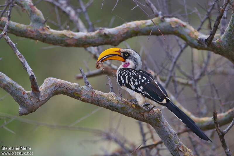 Eastern Yellow-billed Hornbill male adult breeding, identification