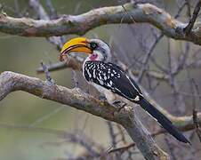 Eastern Yellow-billed Hornbill