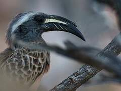 African Grey Hornbill