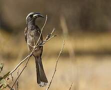 African Grey Hornbill