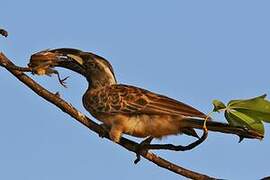 African Grey Hornbill