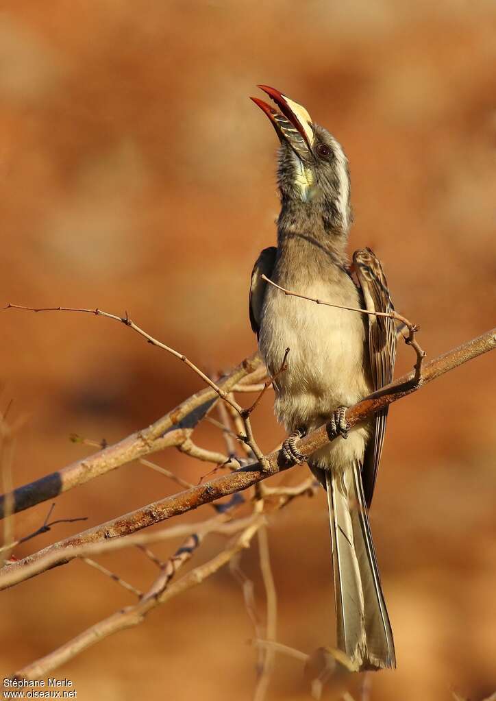 African Grey Hornbill female adult, Behaviour