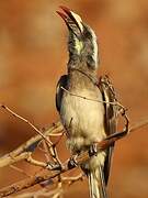 African Grey Hornbill