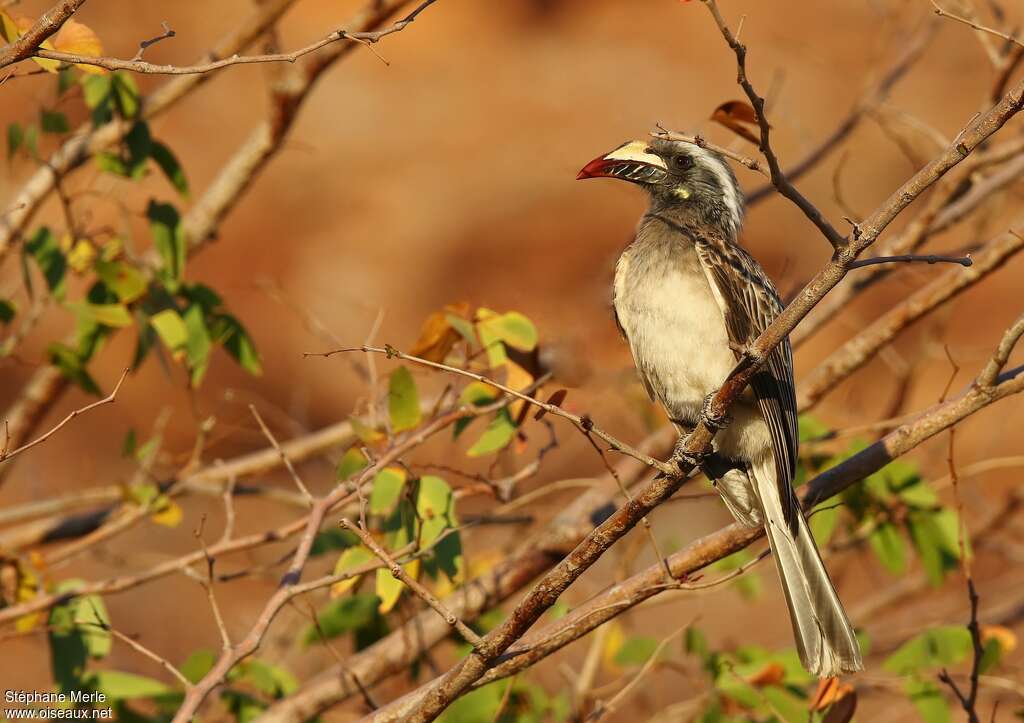 African Grey Hornbill female adult, identification