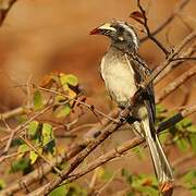 African Grey Hornbill