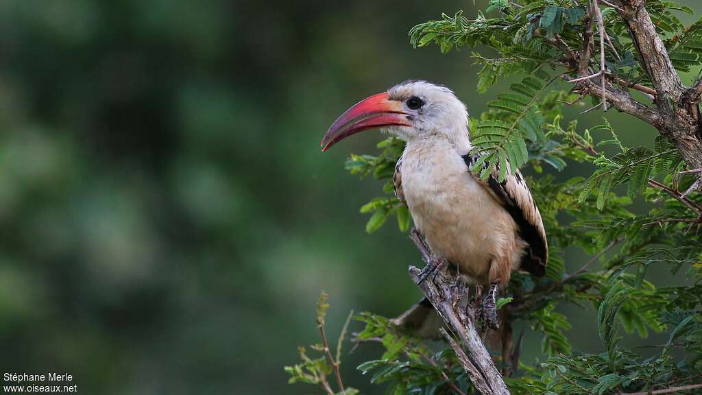 Northern Red-billed Hornbill female adult, close-up portrait