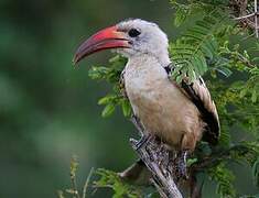 Northern Red-billed Hornbill