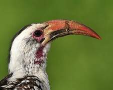 Northern Red-billed Hornbill