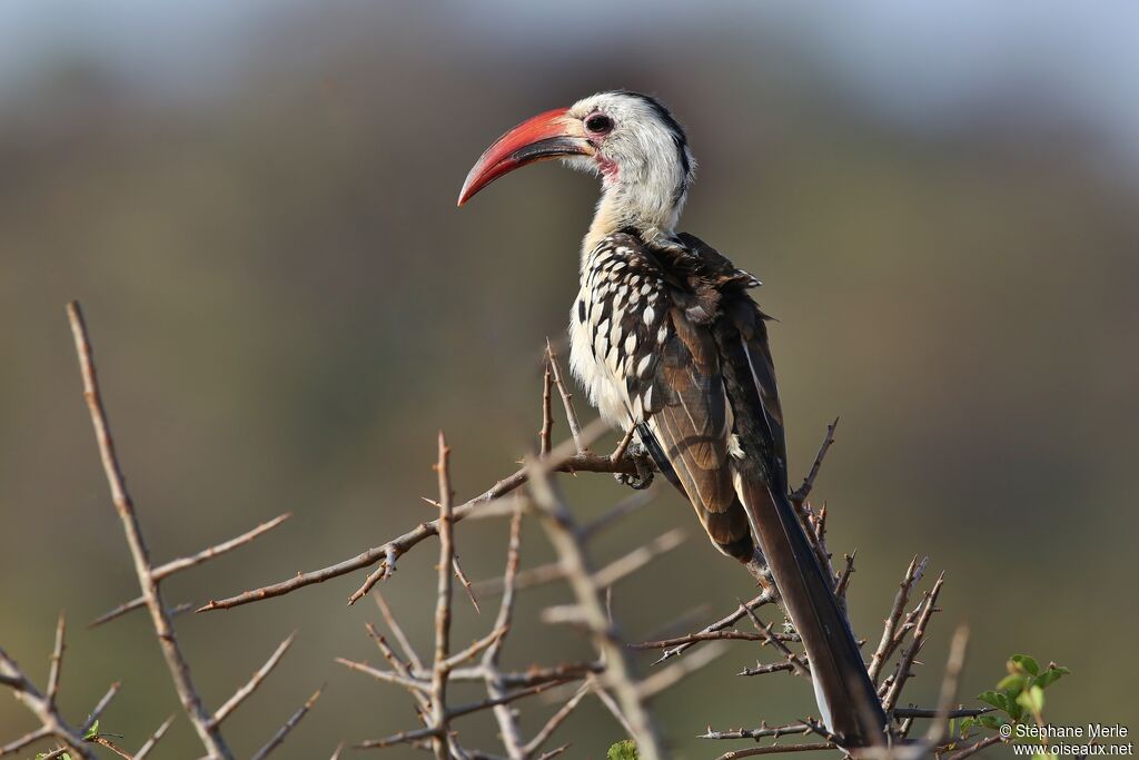 Northern Red-billed Hornbill male adult