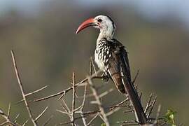 Northern Red-billed Hornbill