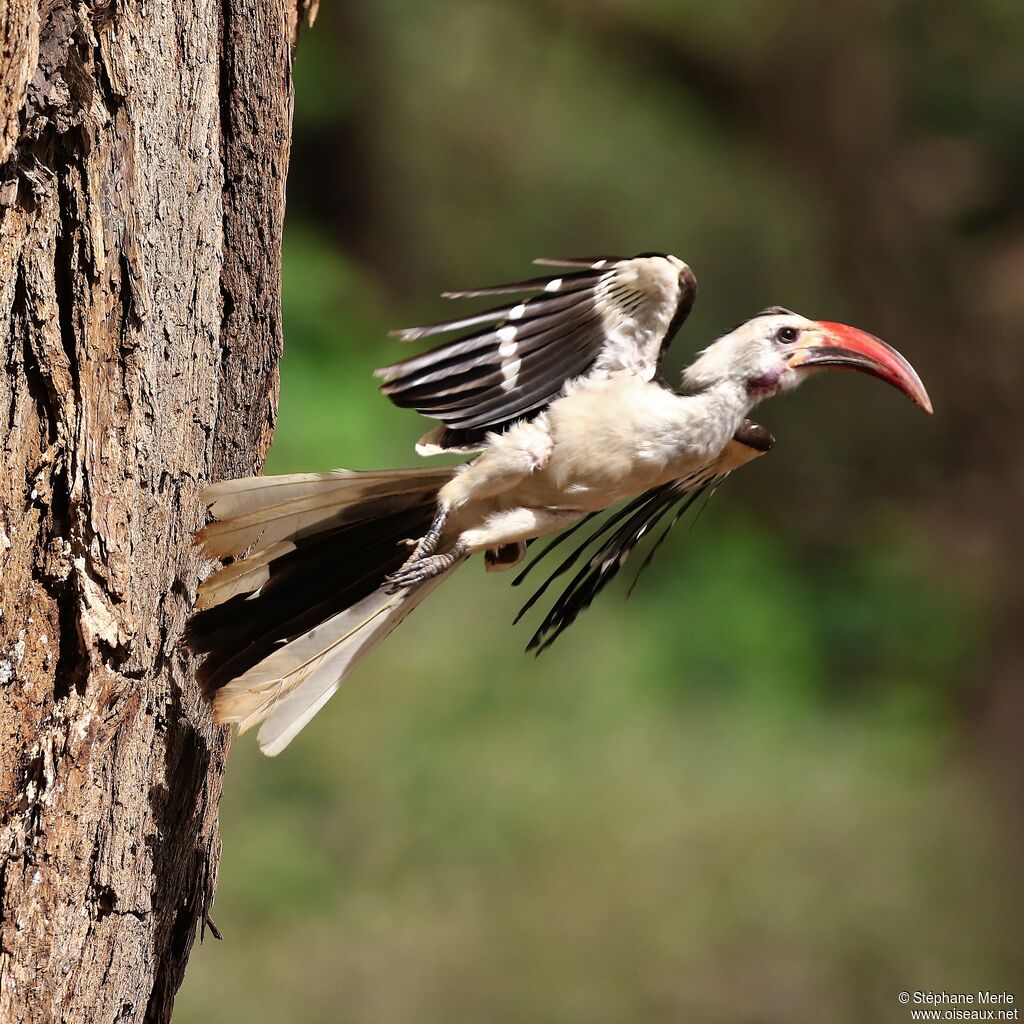 Northern Red-billed Hornbill male adult