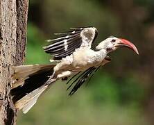 Northern Red-billed Hornbill