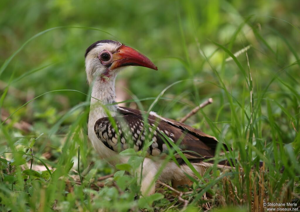 Northern Red-billed Hornbill