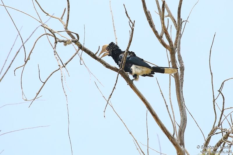 Silvery-cheeked Hornbill male adult