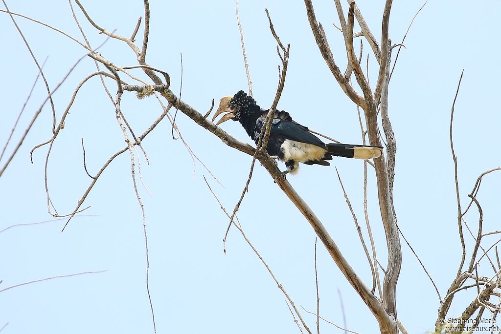 Silvery-cheeked Hornbill male adult