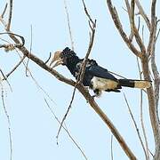 Silvery-cheeked Hornbill