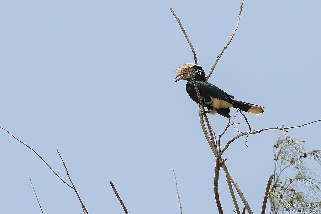 Silvery-cheeked Hornbill