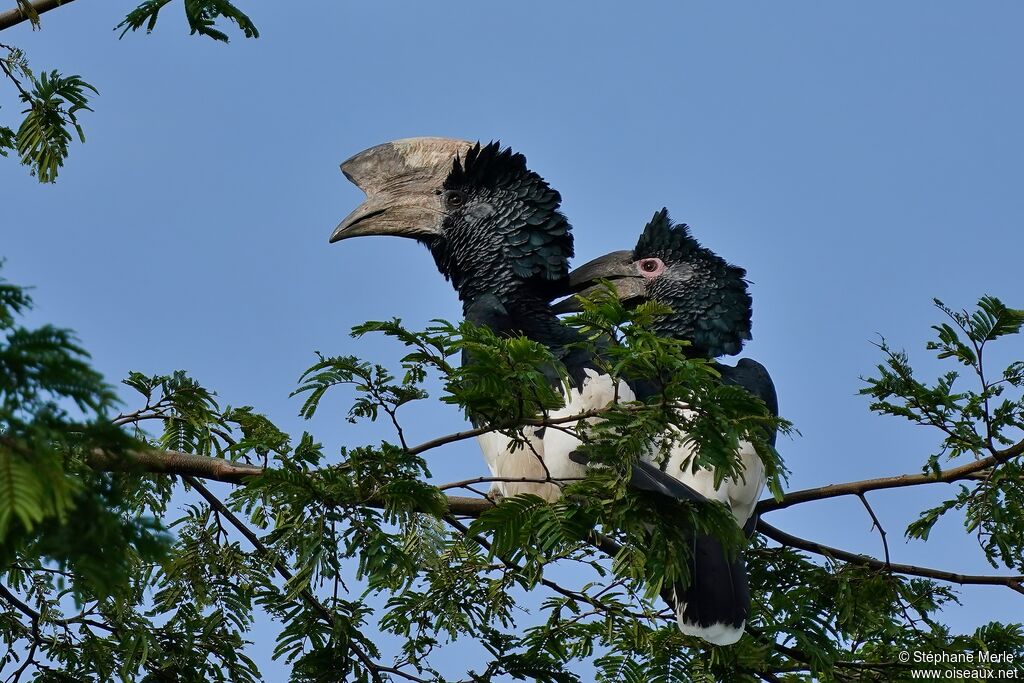 Black-and-white-casqued Hornbilladult