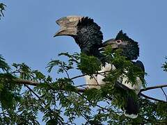 Black-and-white-casqued Hornbill