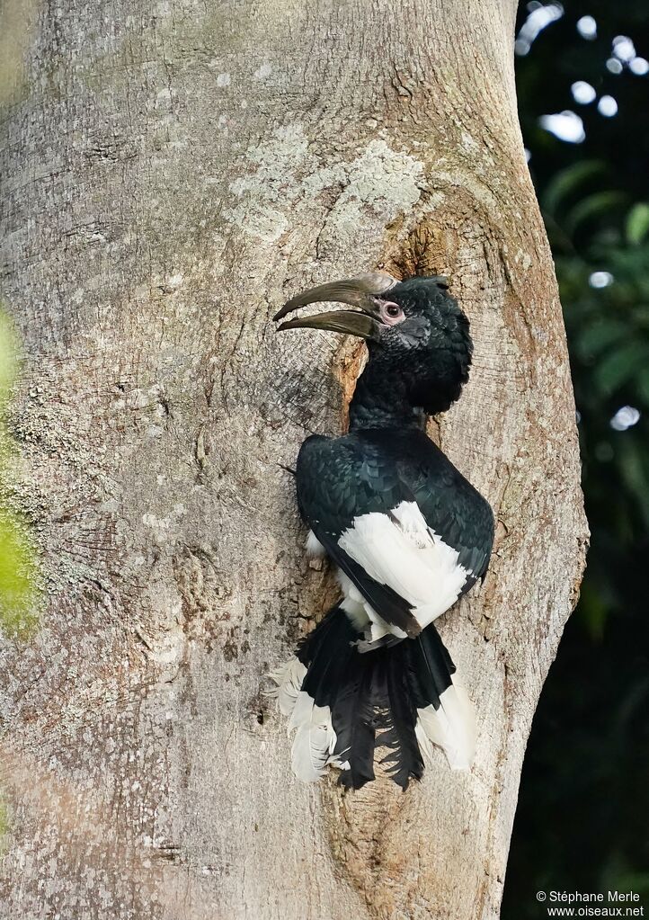 Black-and-white-casqued Hornbill female adult