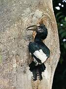 Black-and-white-casqued Hornbill