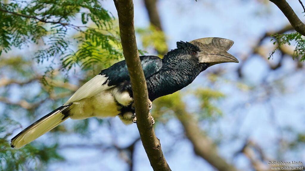 Black-and-white-casqued Hornbill male adult