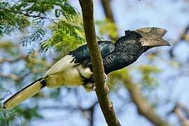 Black-and-white-casqued Hornbill