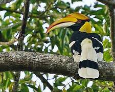 Great Hornbill