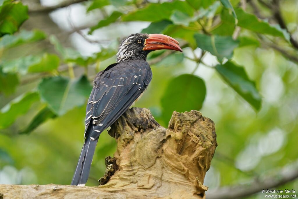 Crowned Hornbill male adult