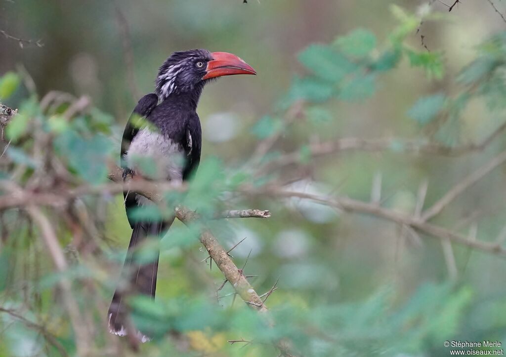 Crowned Hornbilladult