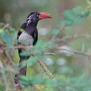 Crowned Hornbill