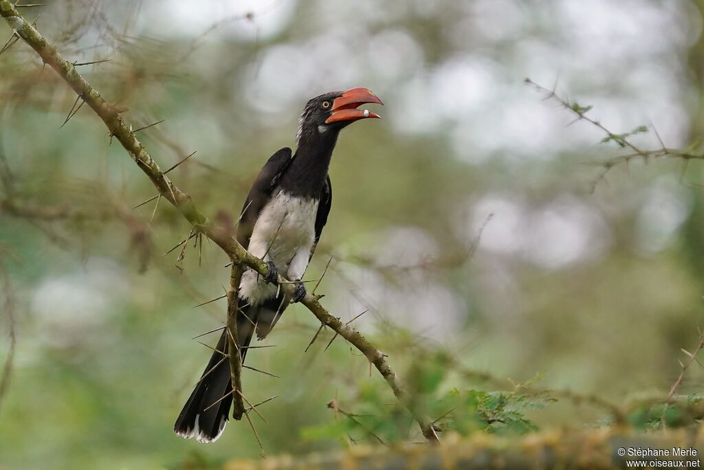 Crowned Hornbilladult