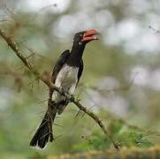 Crowned Hornbill