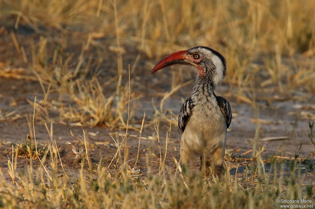 Southern Red-billed Hornbill