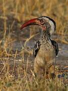 Southern Red-billed Hornbill