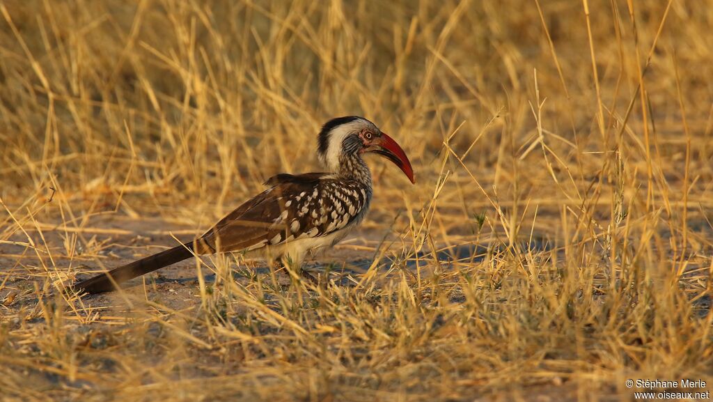 Southern Red-billed Hornbill