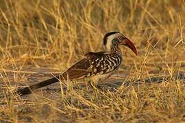 Southern Red-billed Hornbill