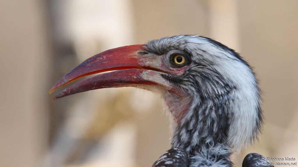 Southern Red-billed Hornbill