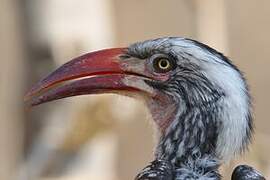 Southern Red-billed Hornbill