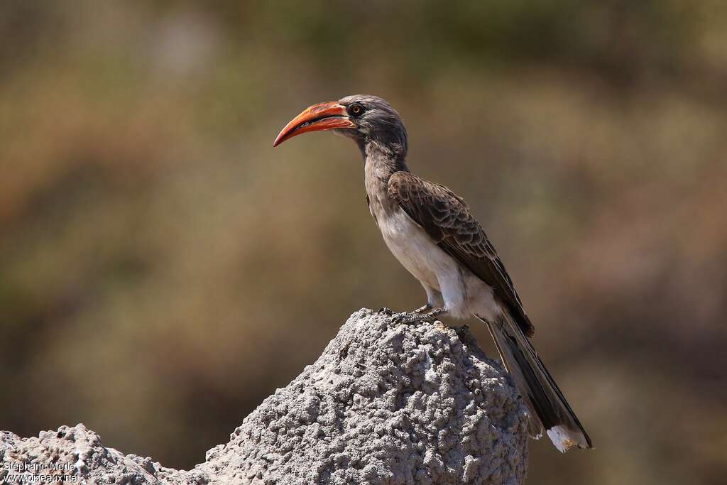 Bradfield's Hornbilladult