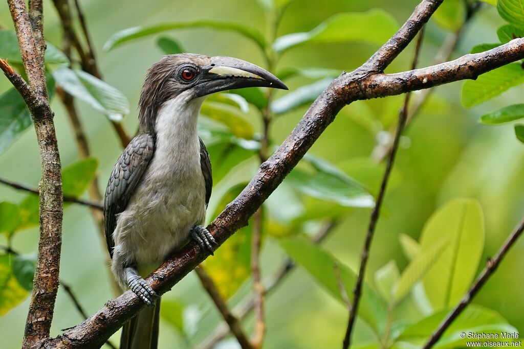 Sri Lanka Grey Hornbill female adult