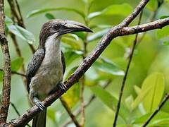 Sri Lanka Grey Hornbill