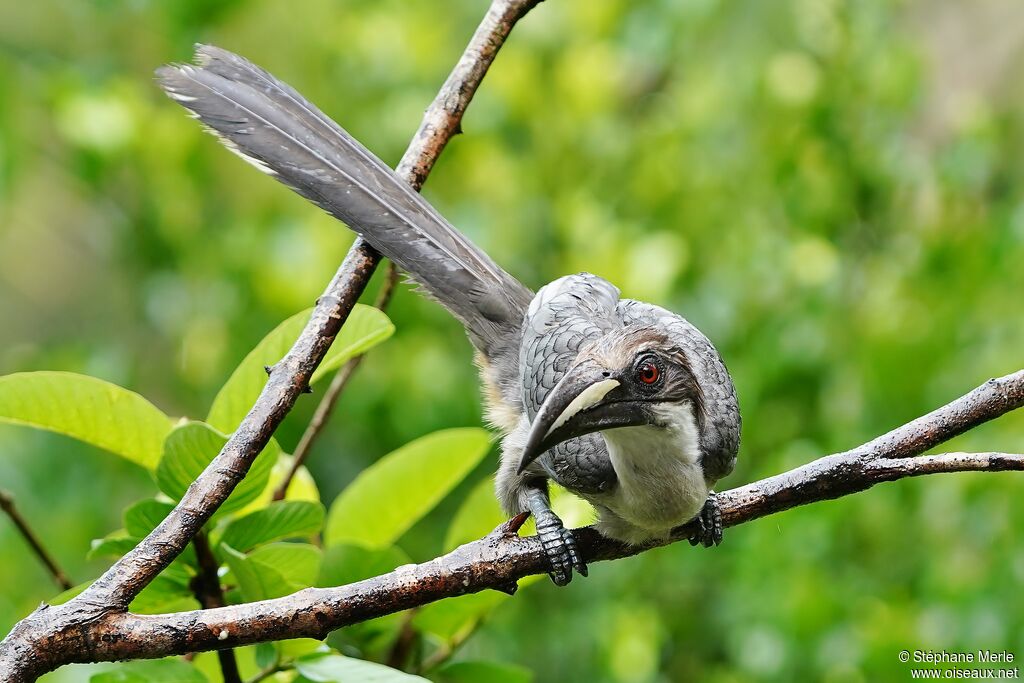 Sri Lanka Grey Hornbill female adult