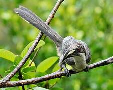 Sri Lanka Grey Hornbill