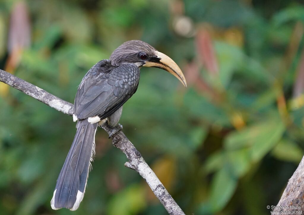 Sri Lanka Grey Hornbill male adult