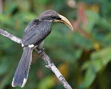 Sri Lanka Grey Hornbill