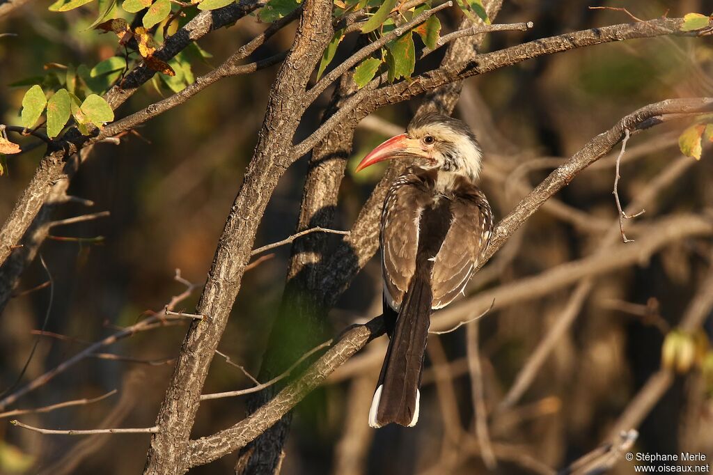 Damara Red-billed Hornbilladult